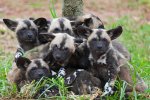 african_painted_dogs___pups_i_by_weaverglenn-d41kkmk.jpg