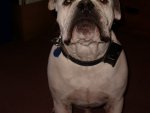 mr bulldog getting in the way while painting grr heh.JPG