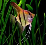 fish.jpg